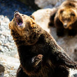 【読書亡羊】熊はこうして住宅地にやってくる！  佐々木洋『新・都市動物たちの事件簿』（時事通信社）｜梶原麻衣子