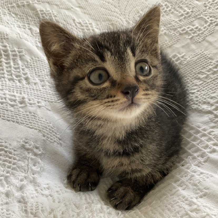 パパ猫に連れてこられた「子猫」を拾った話｜瀬戸内みなみ