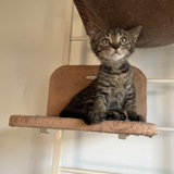 子猫の太郎が「行方不明」になった話｜瀬戸内みなみ