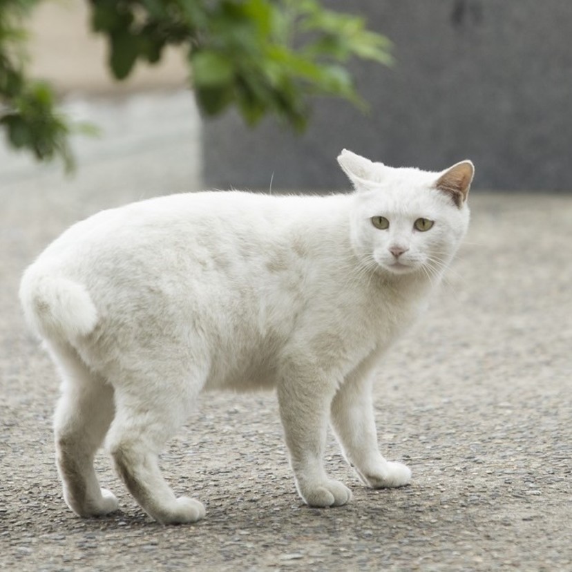 今戸神社の幸福の白猫｜佐藤英明
