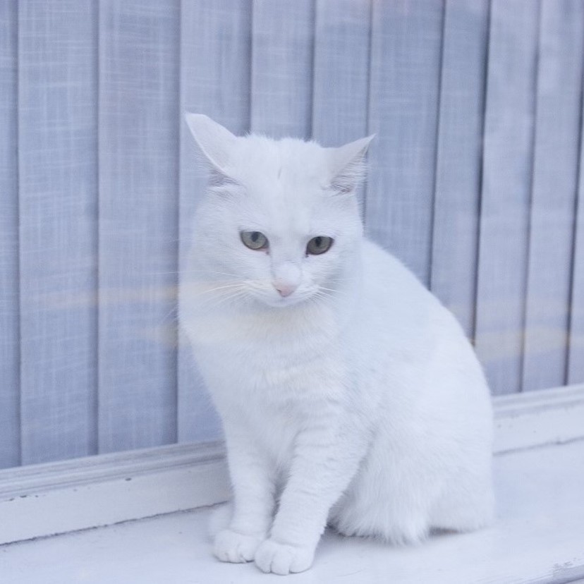 スイスの白い猫｜佐藤英明