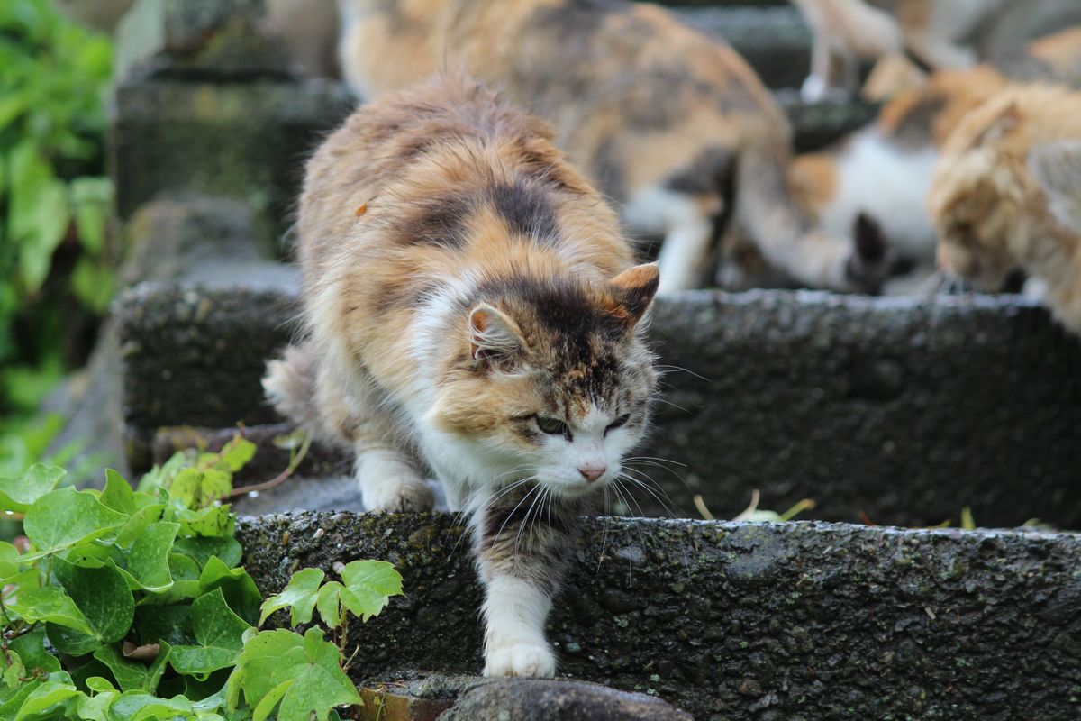 愛媛県 青島 人口６人 猫210匹の島の大プロジェクト 瀬戸内みなみ 3 5 Hanadaプラス