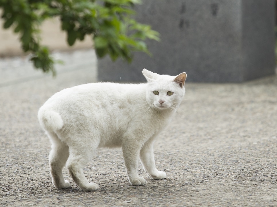 今戸神社の幸福の白猫 佐藤英明 Hanadaプラス