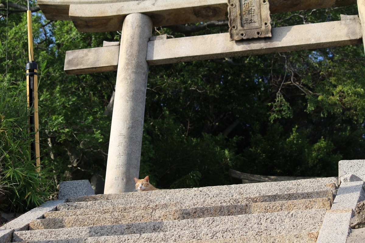 猫にやさしい島 男木島の猫たち 瀬戸内みなみ Hanadaプラス