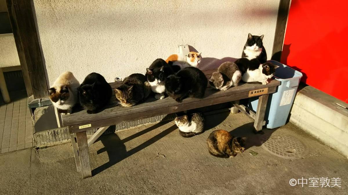 真鍋島の猫たちと M さんのこと 瀬戸内みなみ Hanadaプラス 真鍋島の猫たちと M さんのこと 瀬戸内みなみ Hanadaプラス